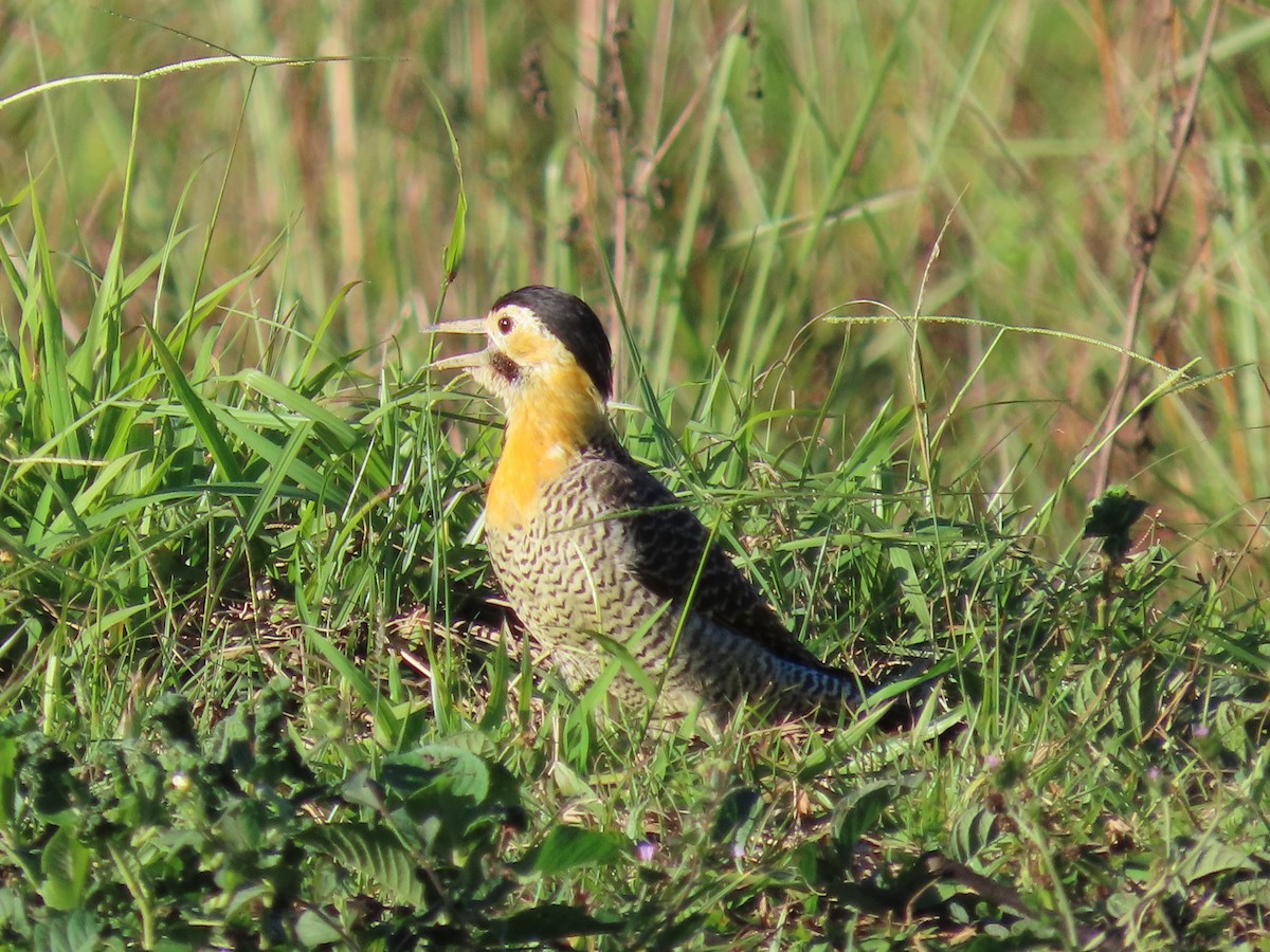 Campo Flicker - ML635649424