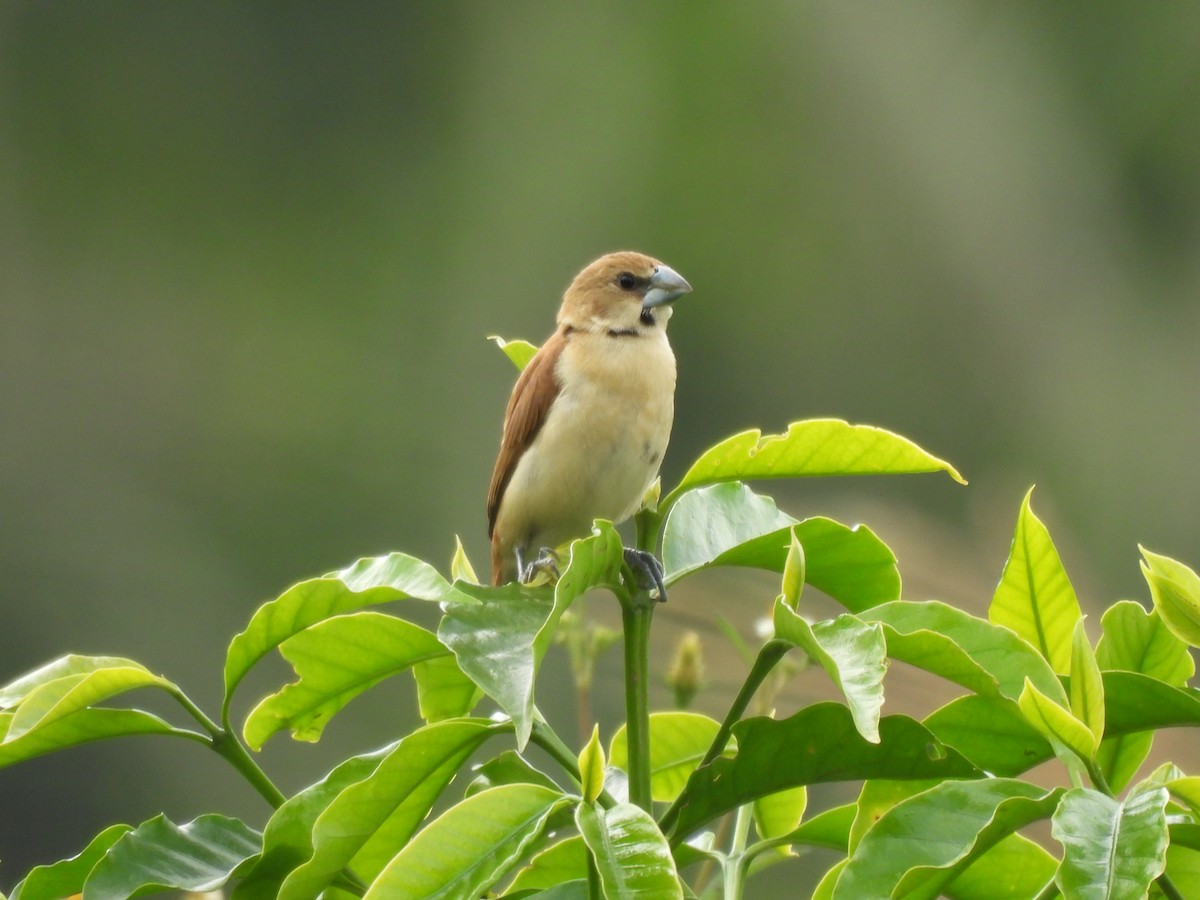 Chestnut-bellied Seed-Finch - ML635649559