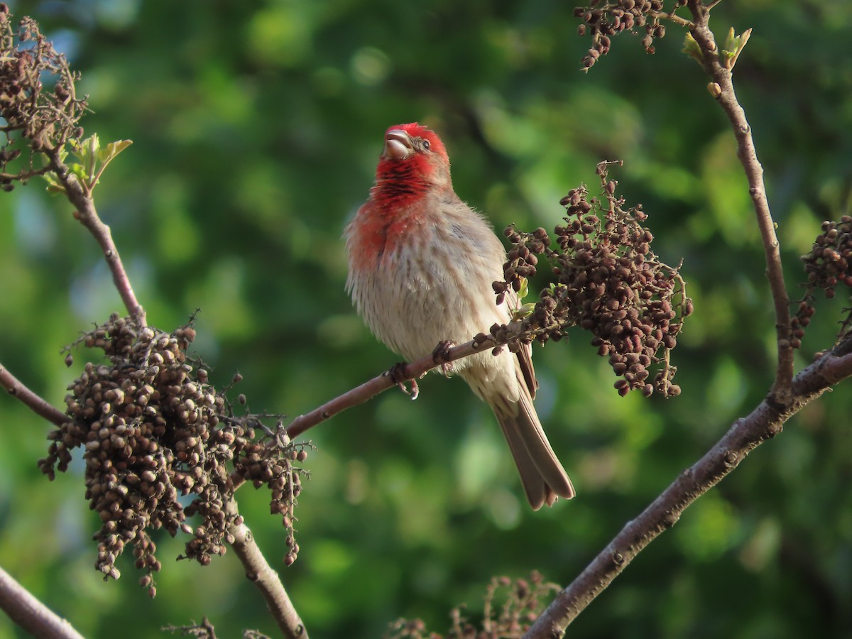 House Finch - ML635649637