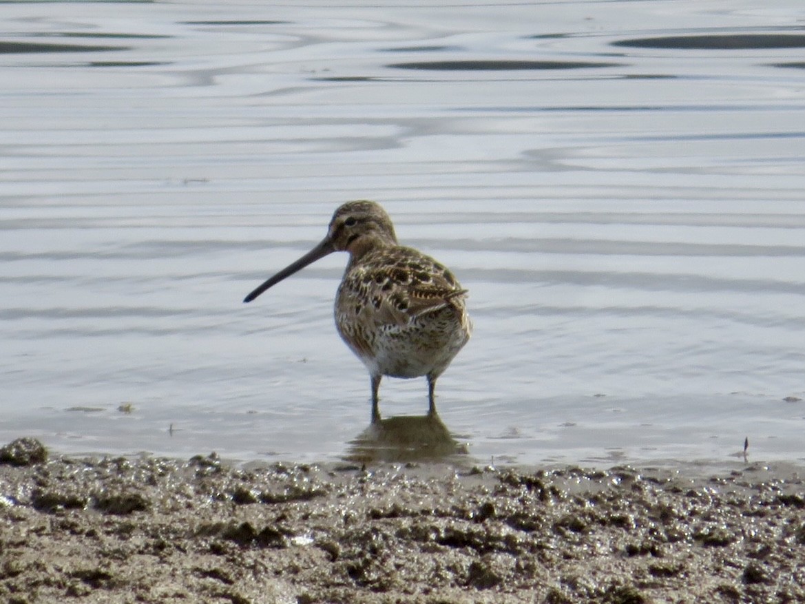 Short-billed Dowitcher - ML635649681
