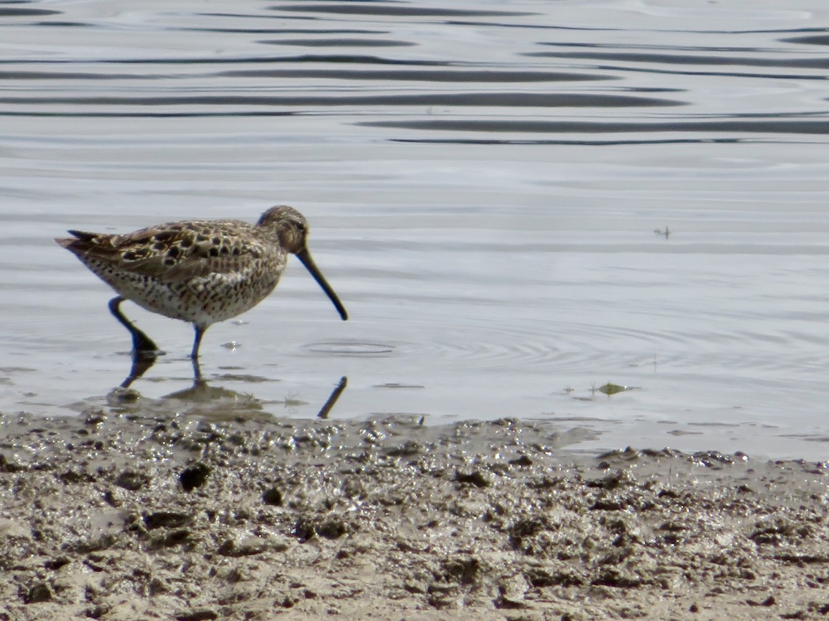 Short-billed Dowitcher - ML635649682