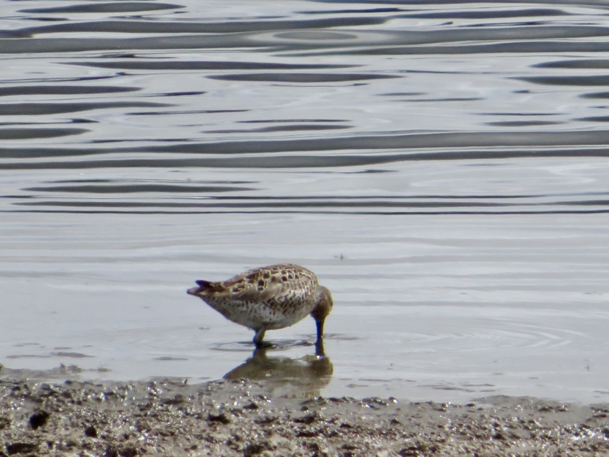 Short-billed Dowitcher - ML635649683