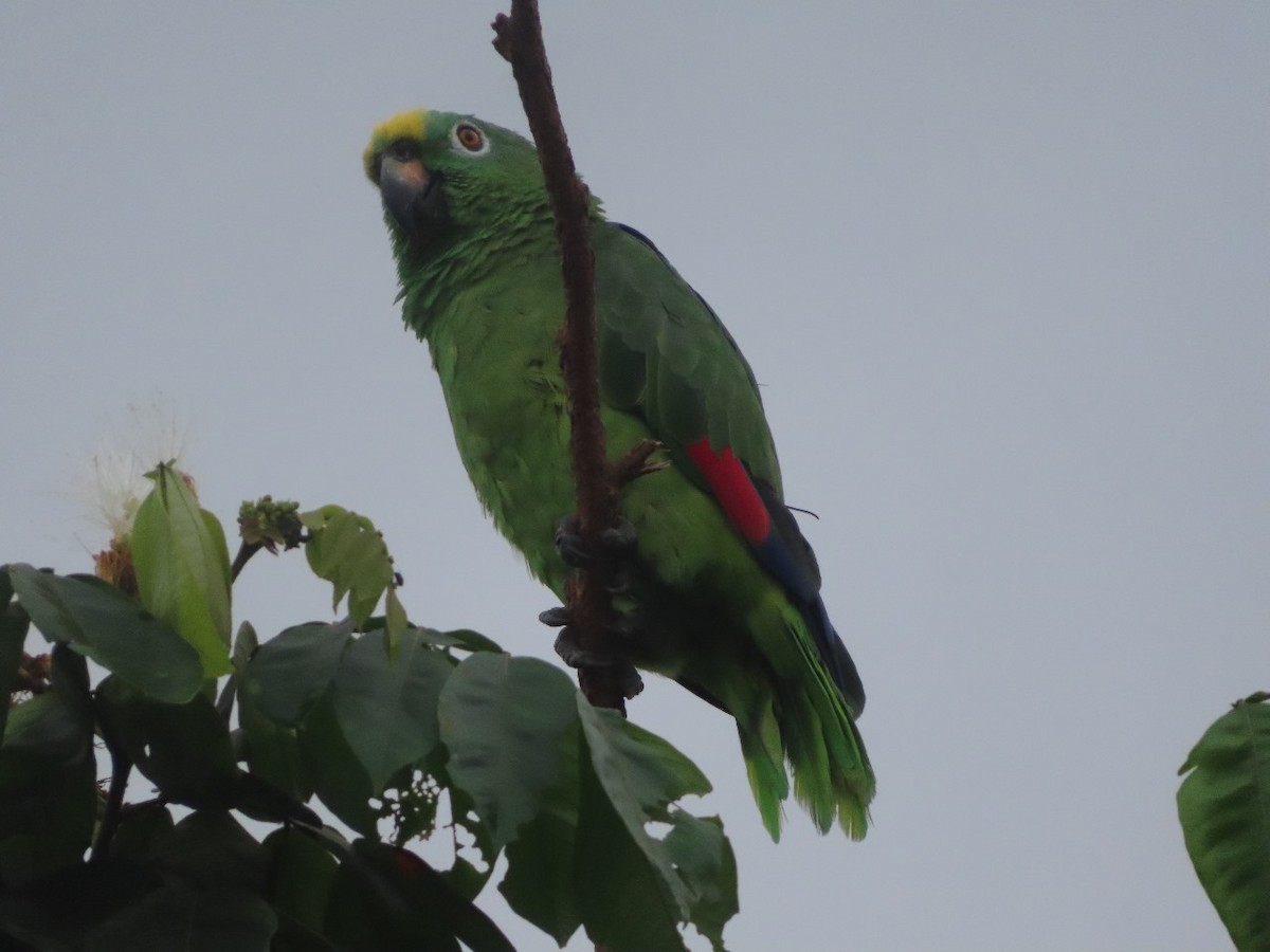Yellow-crowned Amazon - ML635649735