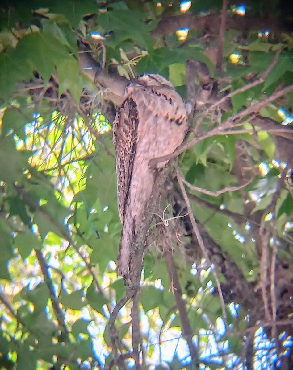 potu středoamerický - ML635649738