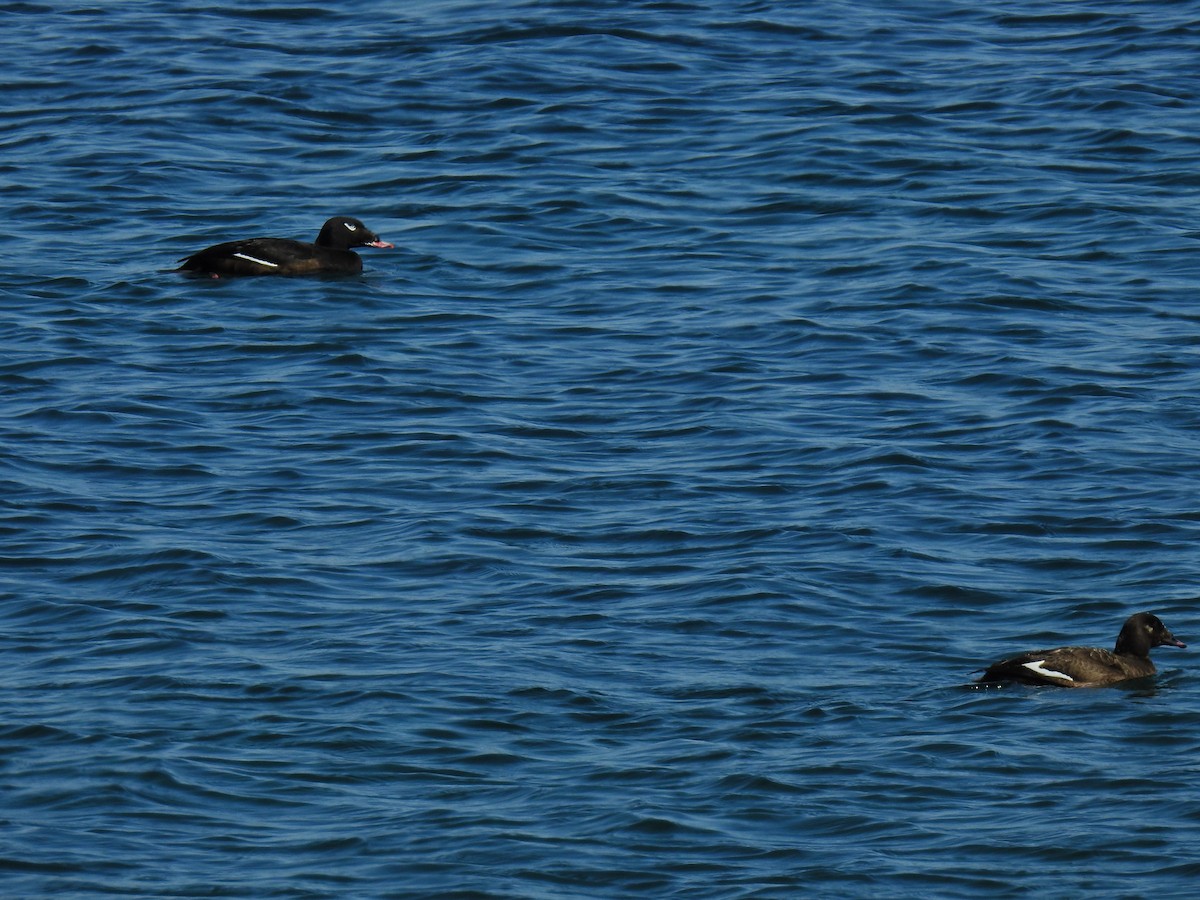 White-winged Scoter - ML635649748