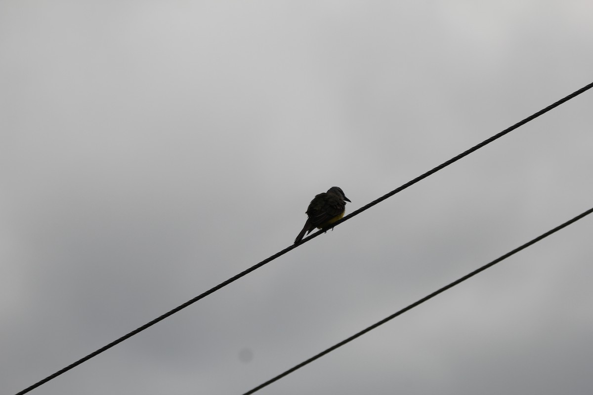 Southern Rough-winged Swallow - ML635649856