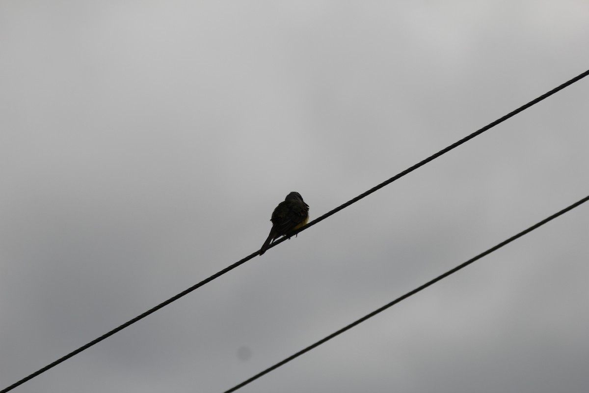 Southern Rough-winged Swallow - ML635649857