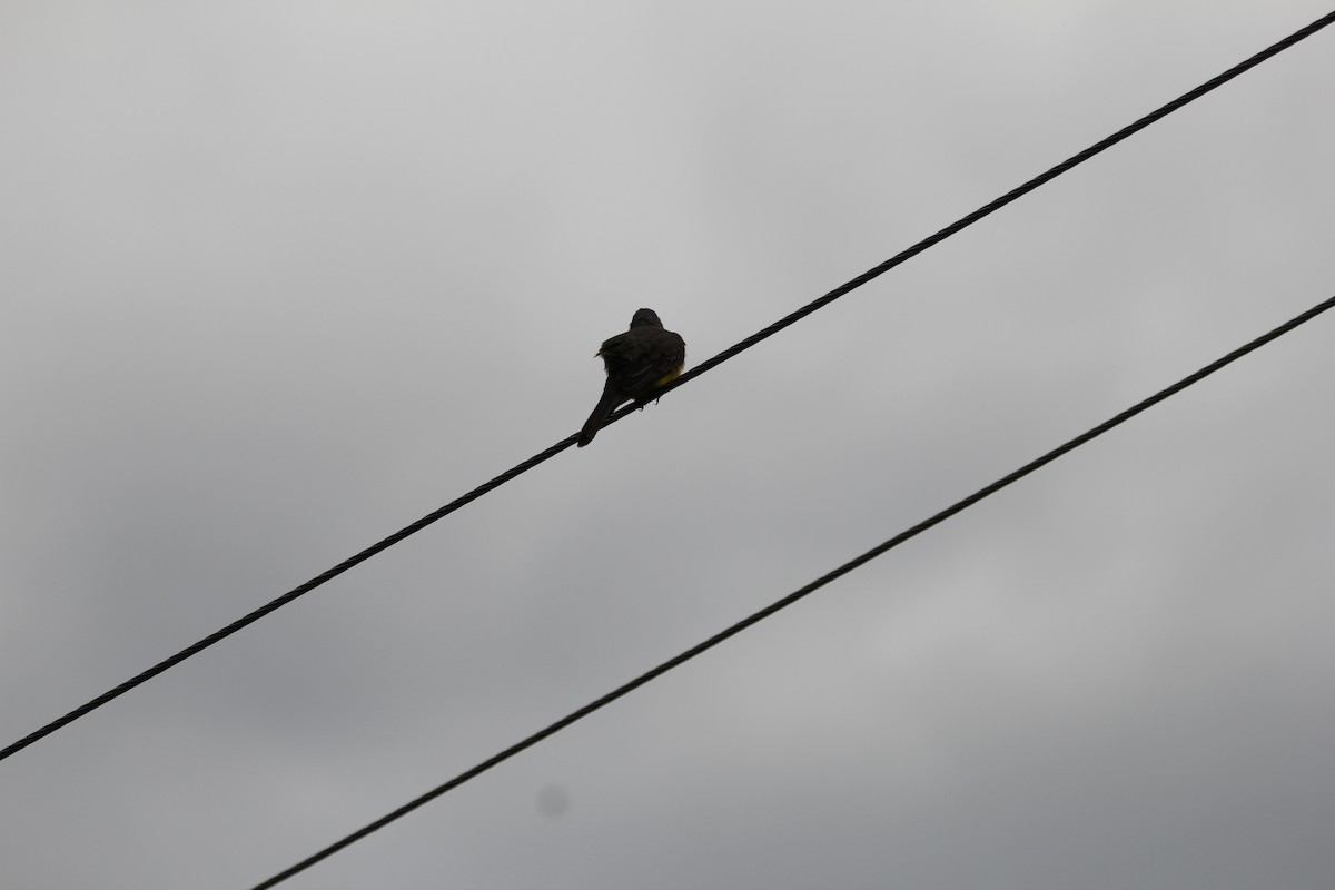 Southern Rough-winged Swallow - ML635649858