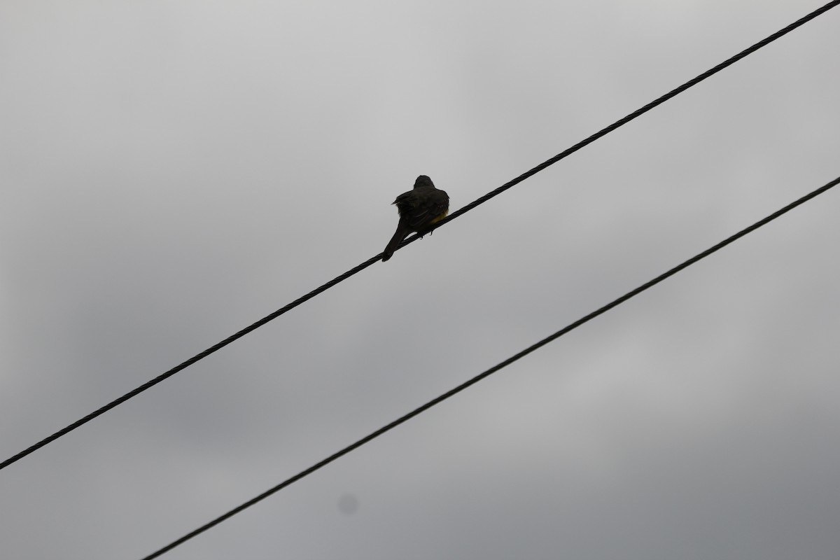 Southern Rough-winged Swallow - ML635649859
