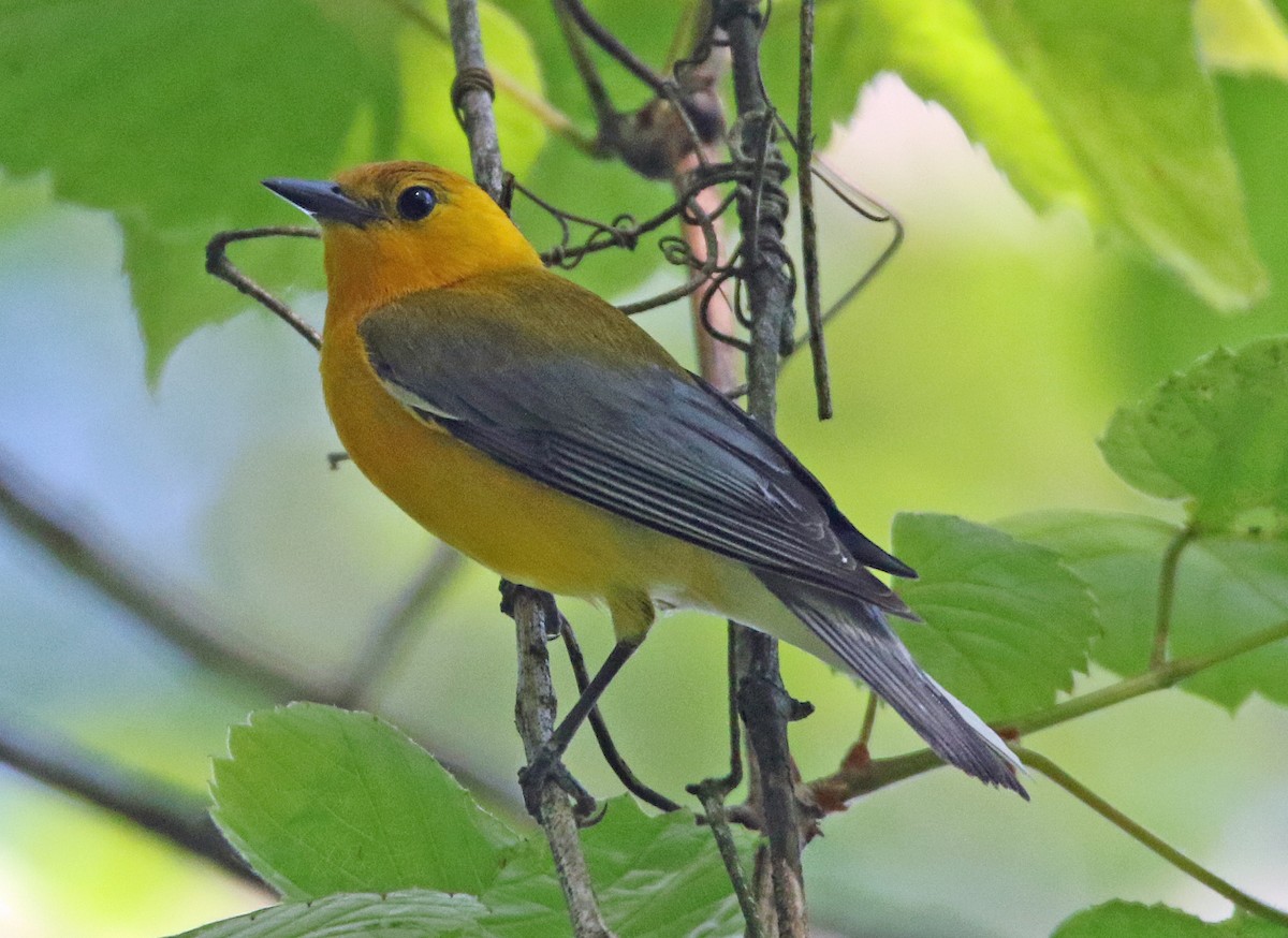 Prothonotary Warbler - ML635649891