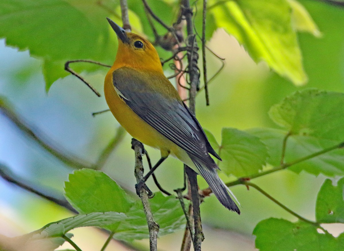 Prothonotary Warbler - ML635649892