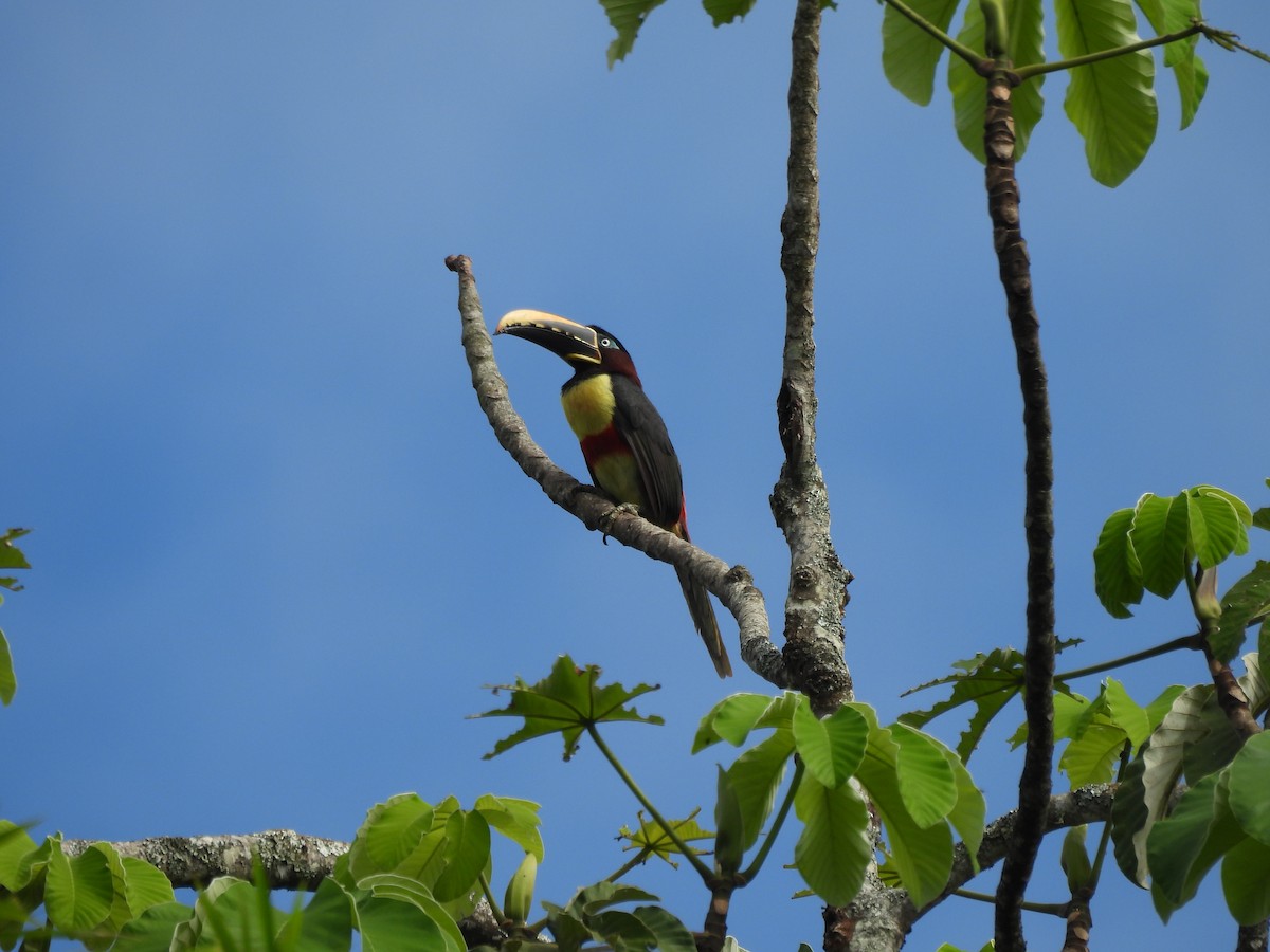 Chestnut-eared Aracari - ML635649910