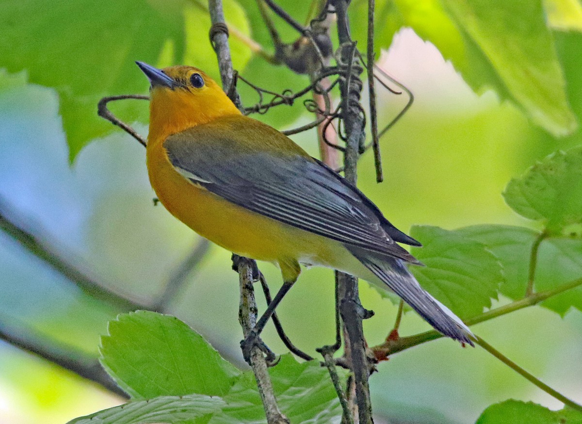 Prothonotary Warbler - ML635649911