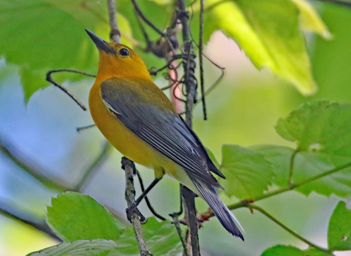 Prothonotary Warbler - ML635649912