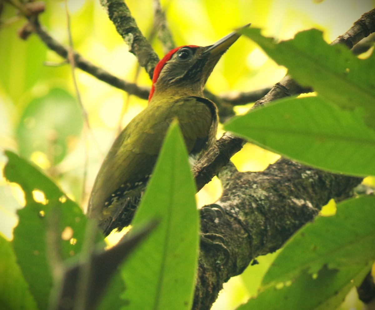 Streak-breasted Woodpecker - ML635649922