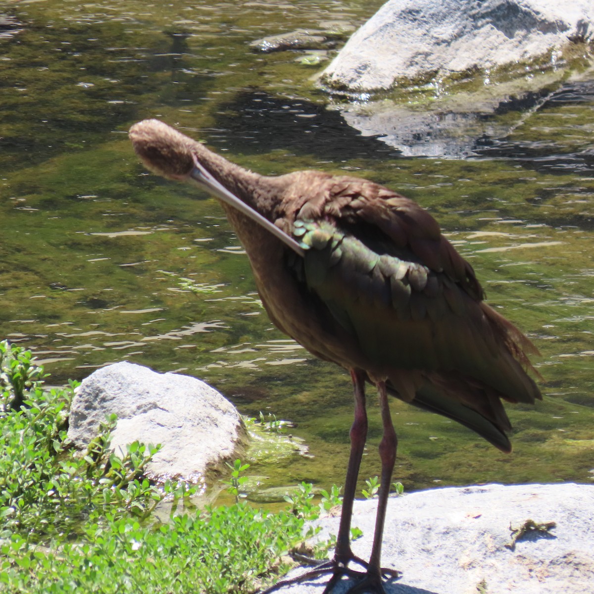 ibis americký - ML635649932