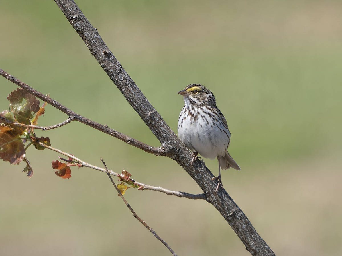 Savannah Sparrow - ML635649964