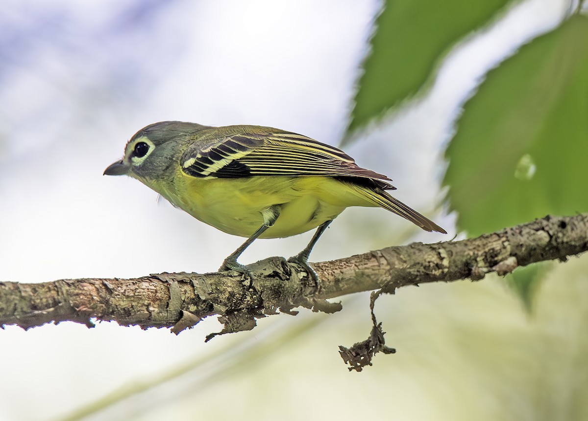 Blue-headed Vireo - ML635649996