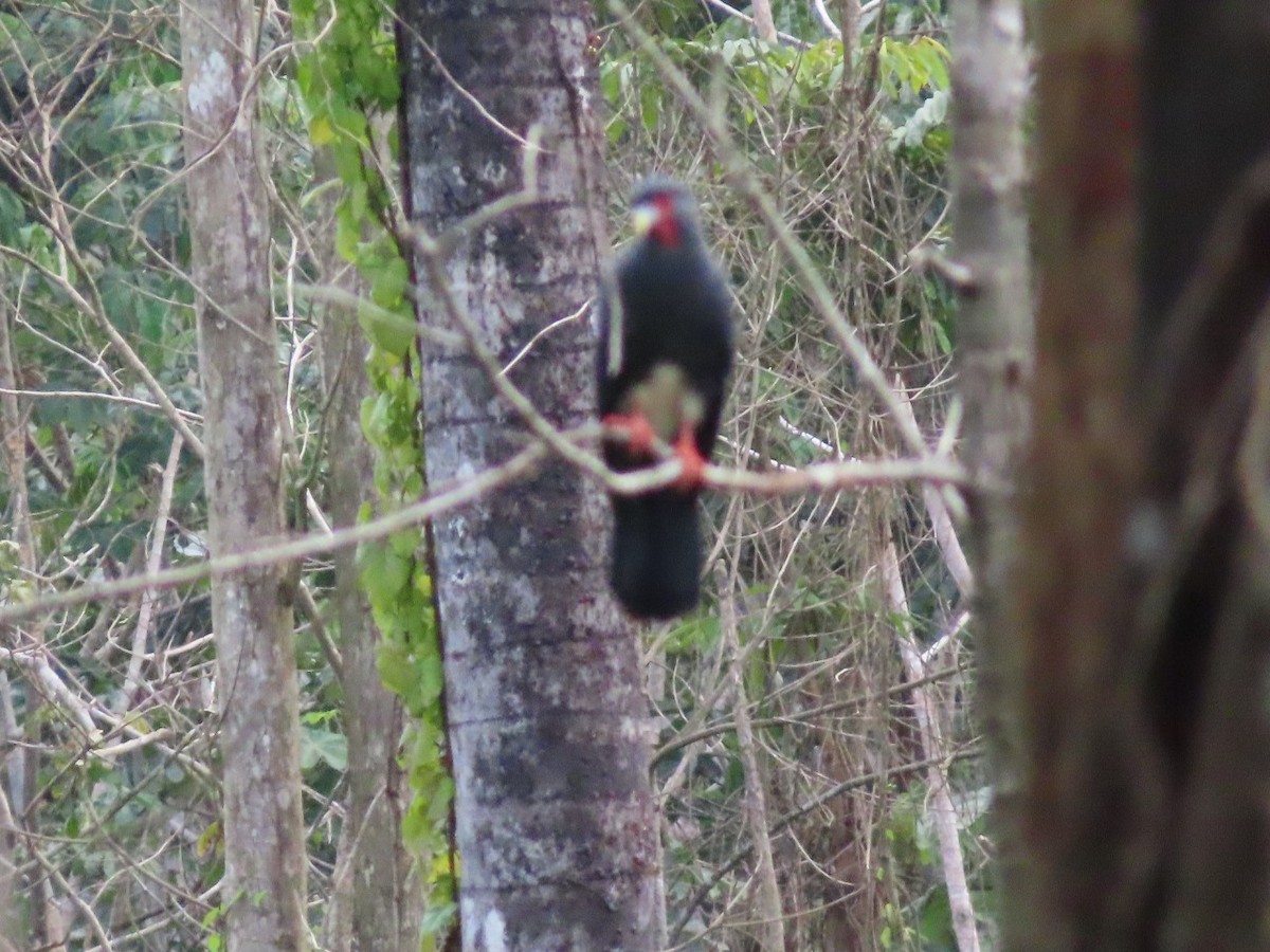 Red-throated Caracara - ML635650006