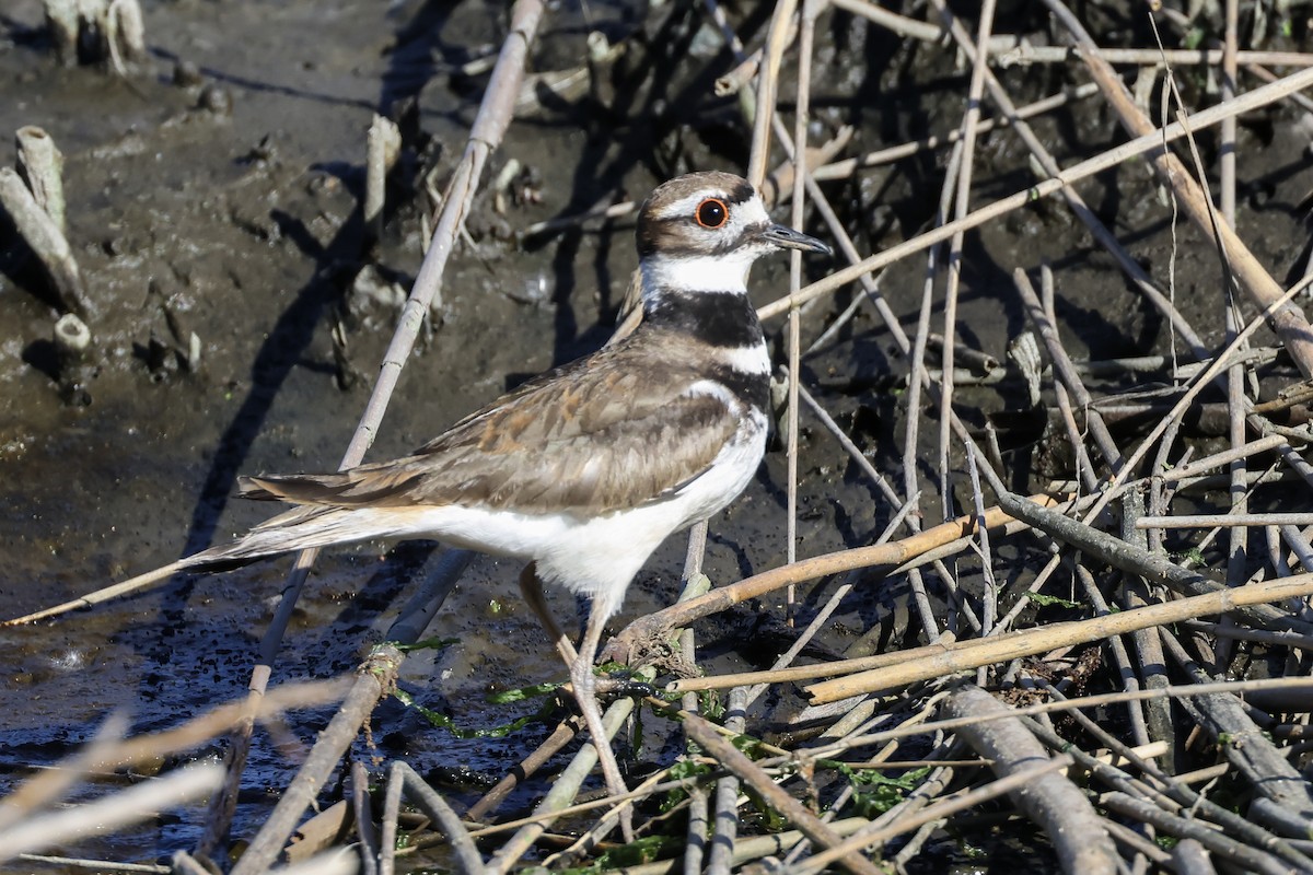 Killdeer - ML635650011