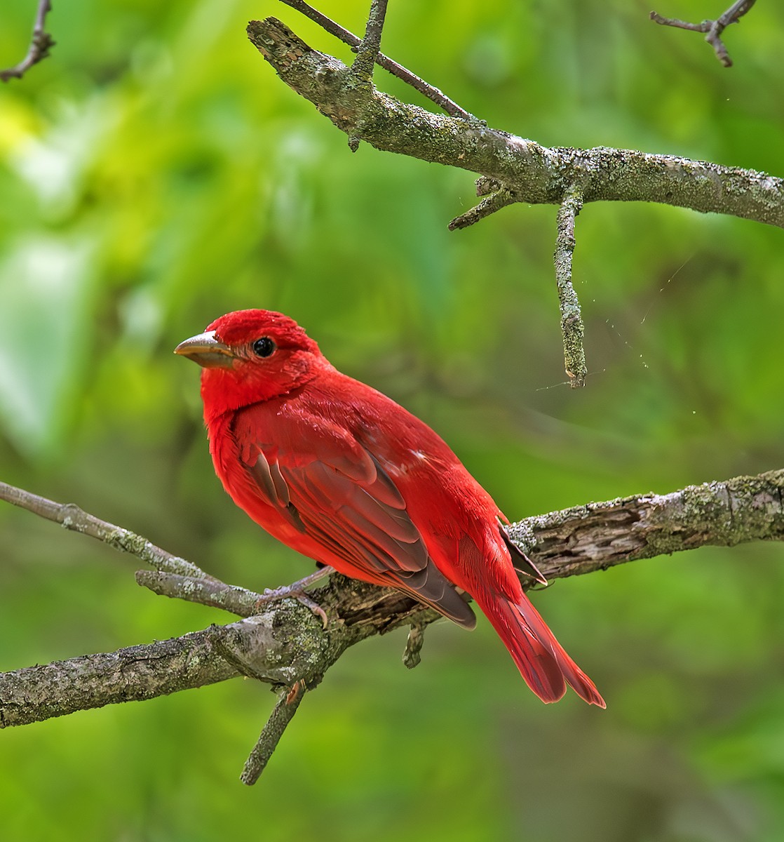 Summer Tanager - ML635650018