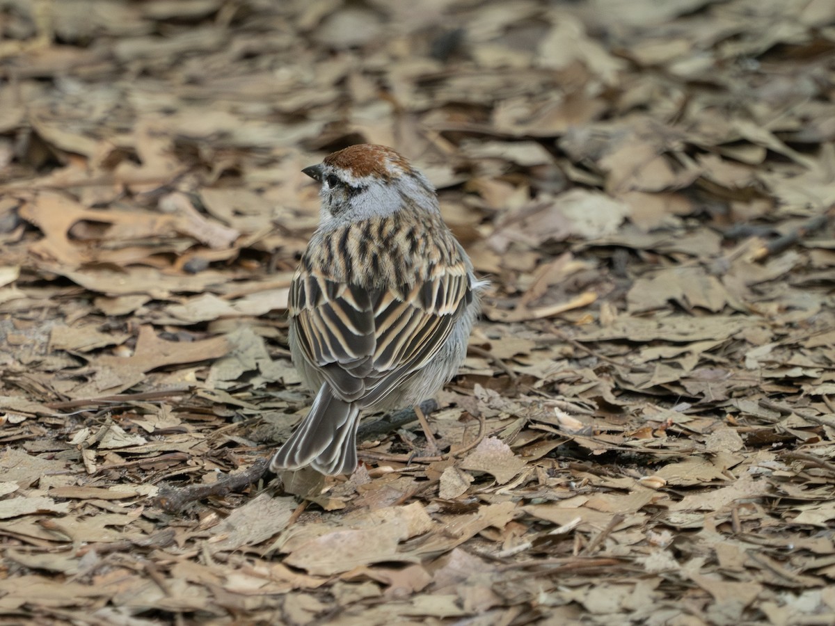 Chipping Sparrow - ML635650025