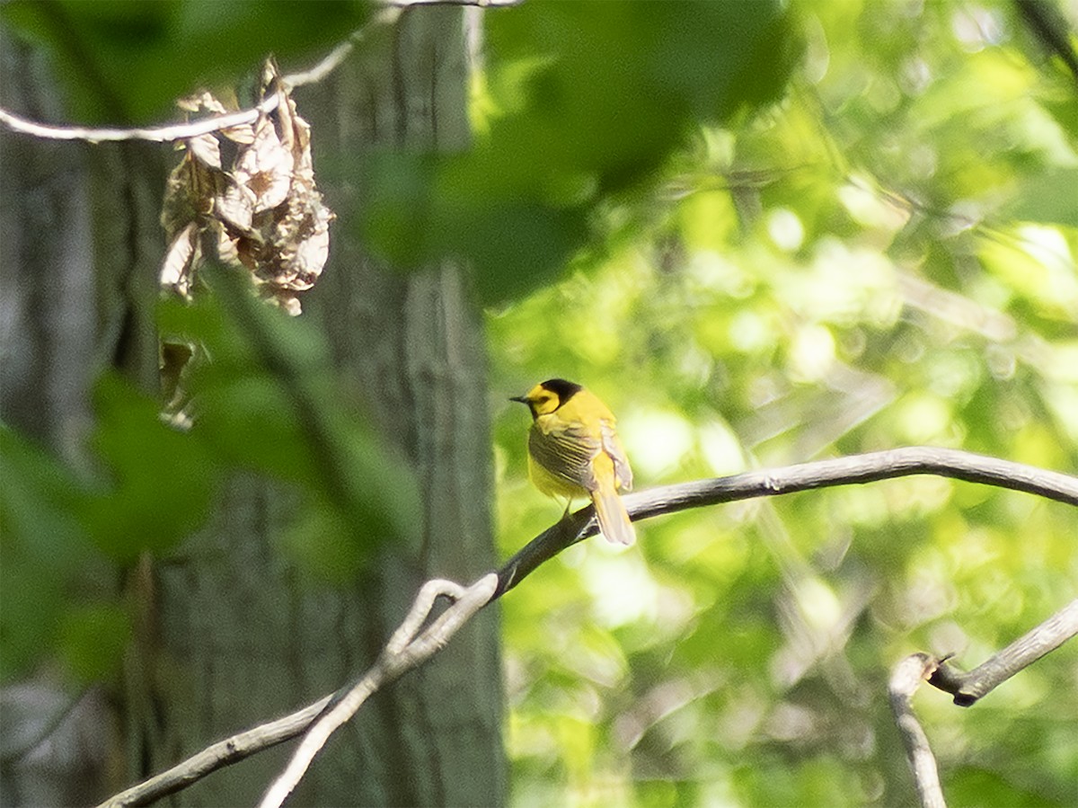Hooded Warbler - ML635650044