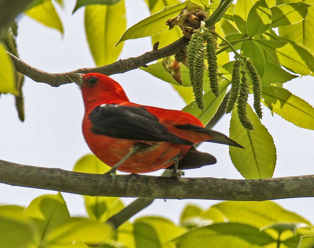 Scarlet Tanager - ML635650051