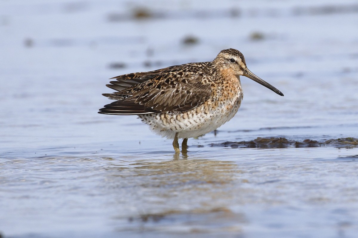 kortnebbekkasinsnipe - ML635650098