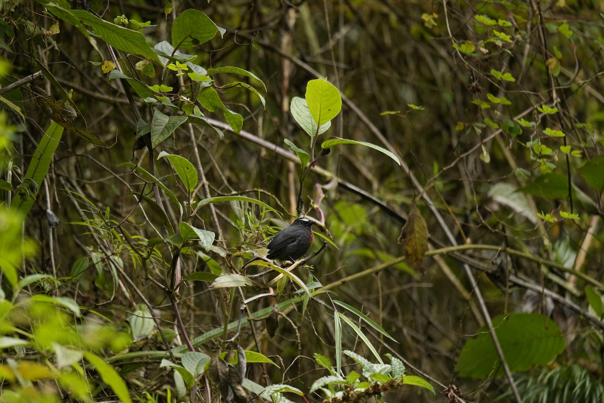 Maroon-belted Chat-Tyrant - ML635650113