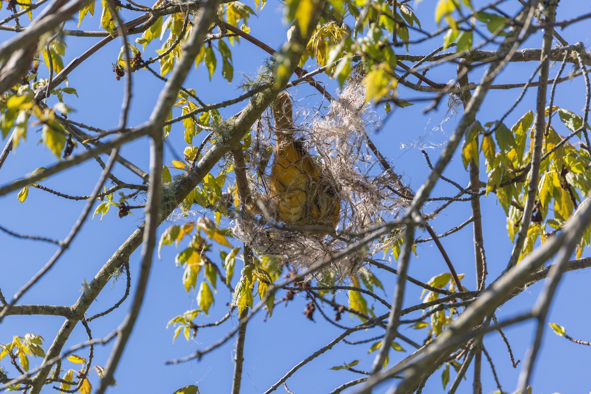 Baltimore Oriole - ML635650138
