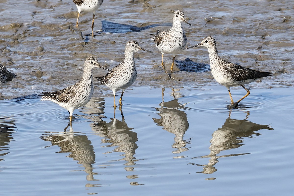 Greater Yellowlegs - ML635650296