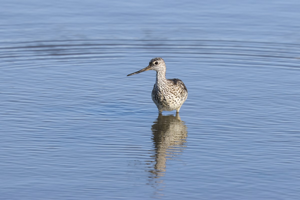 Greater Yellowlegs - ML635650299