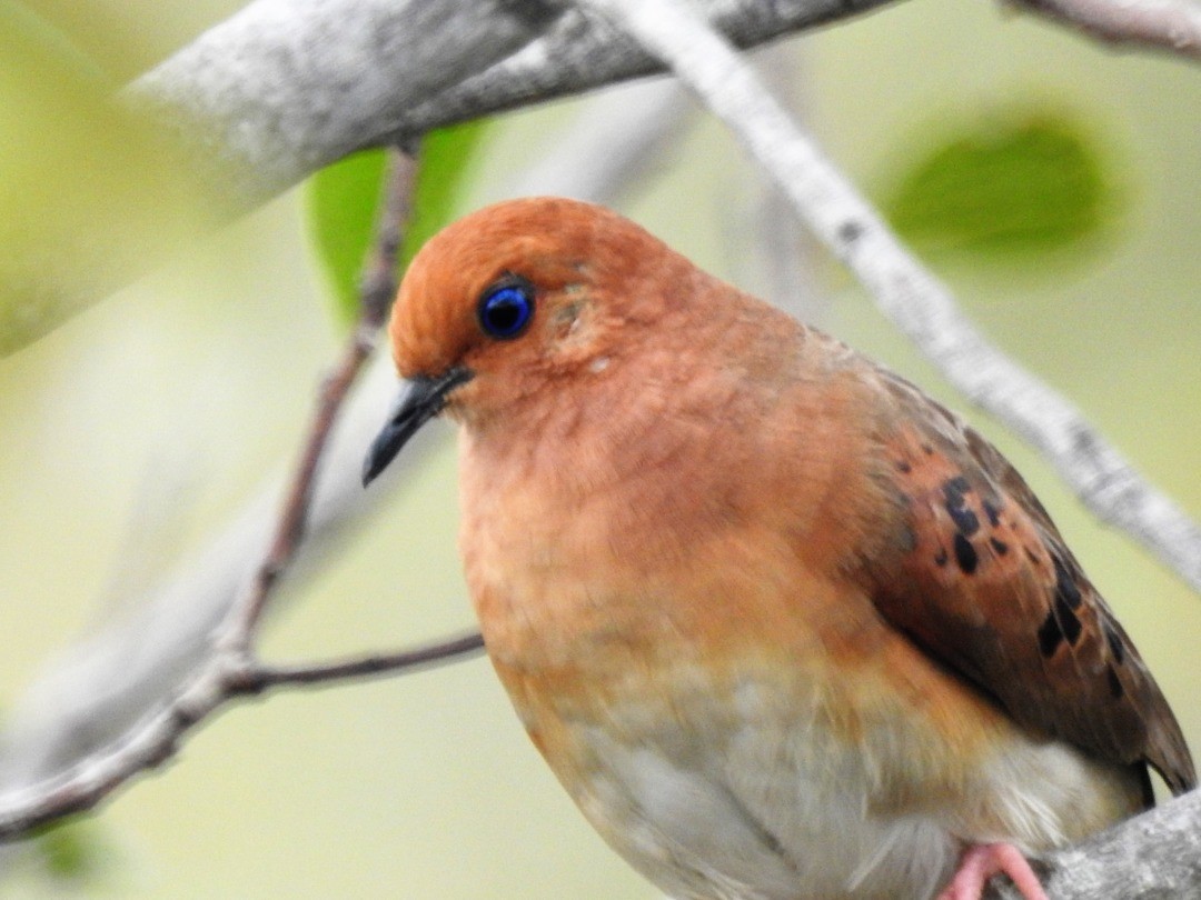 Blue-eyed Ground Dove - ML635650353