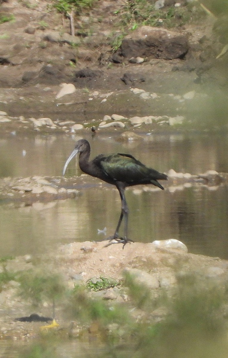 ibis americký - ML635650482