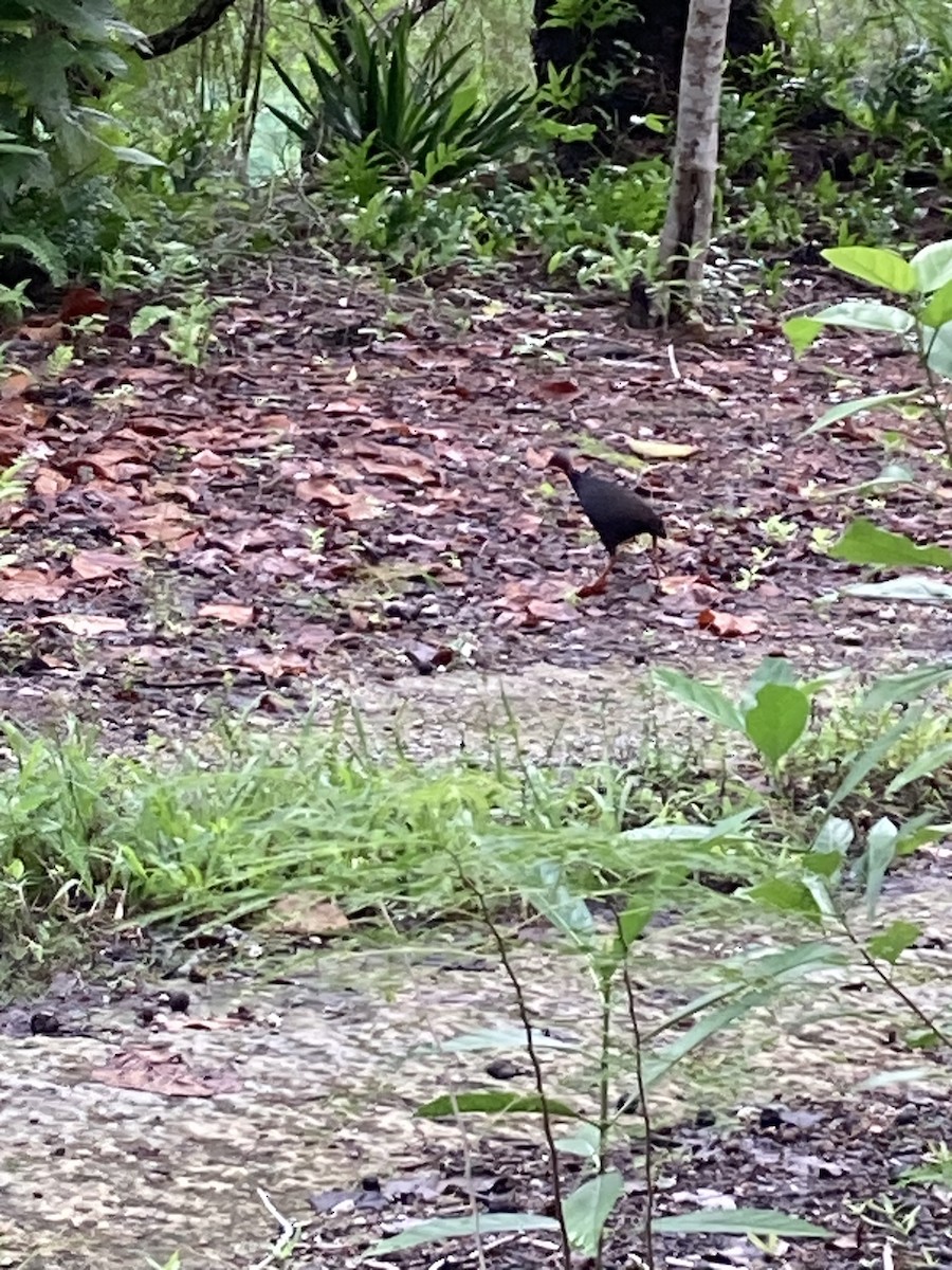 tabon mikronéský - ML635650491