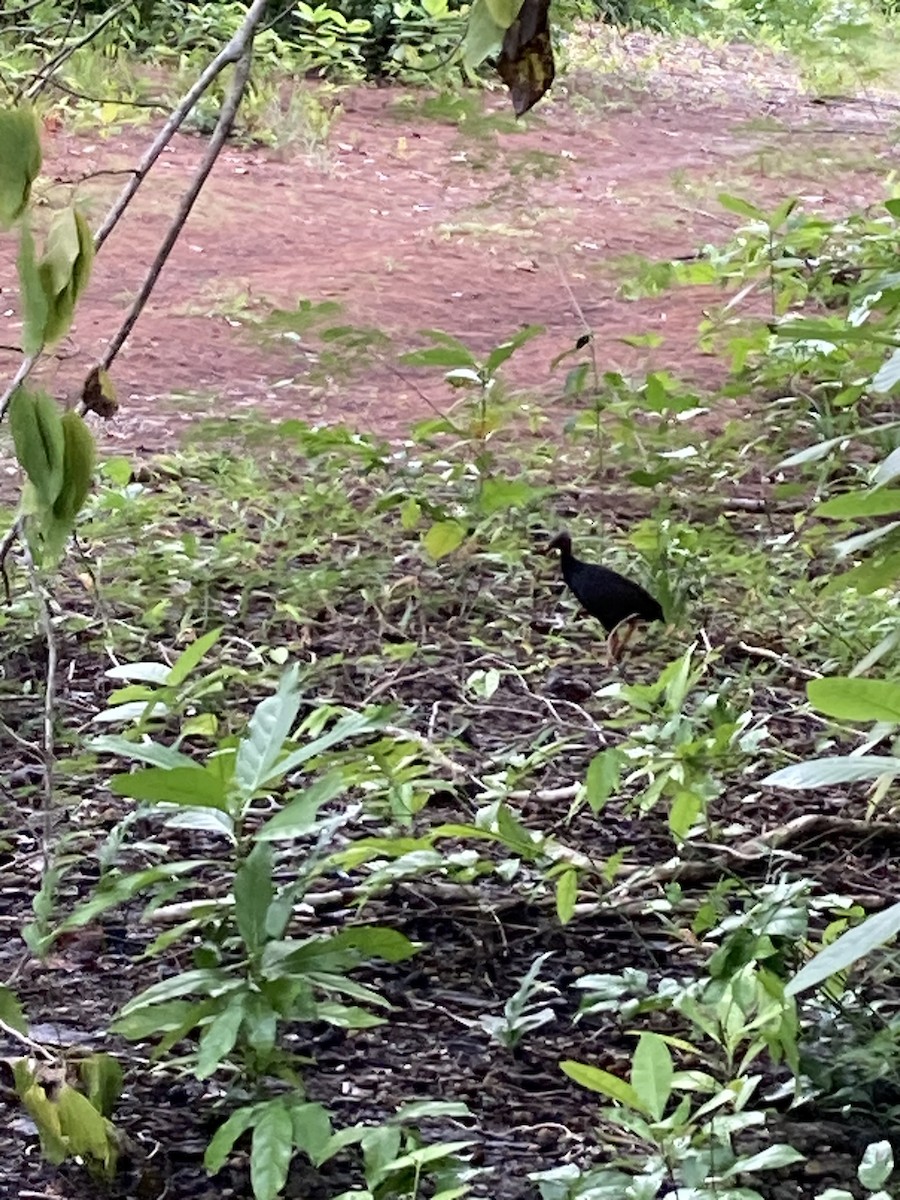 tabon mikronéský - ML635650492