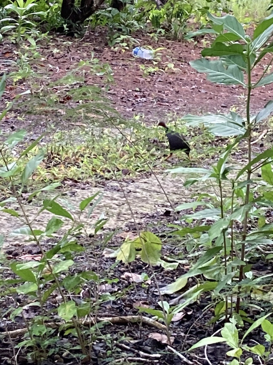 tabon mikronéský - ML635650493