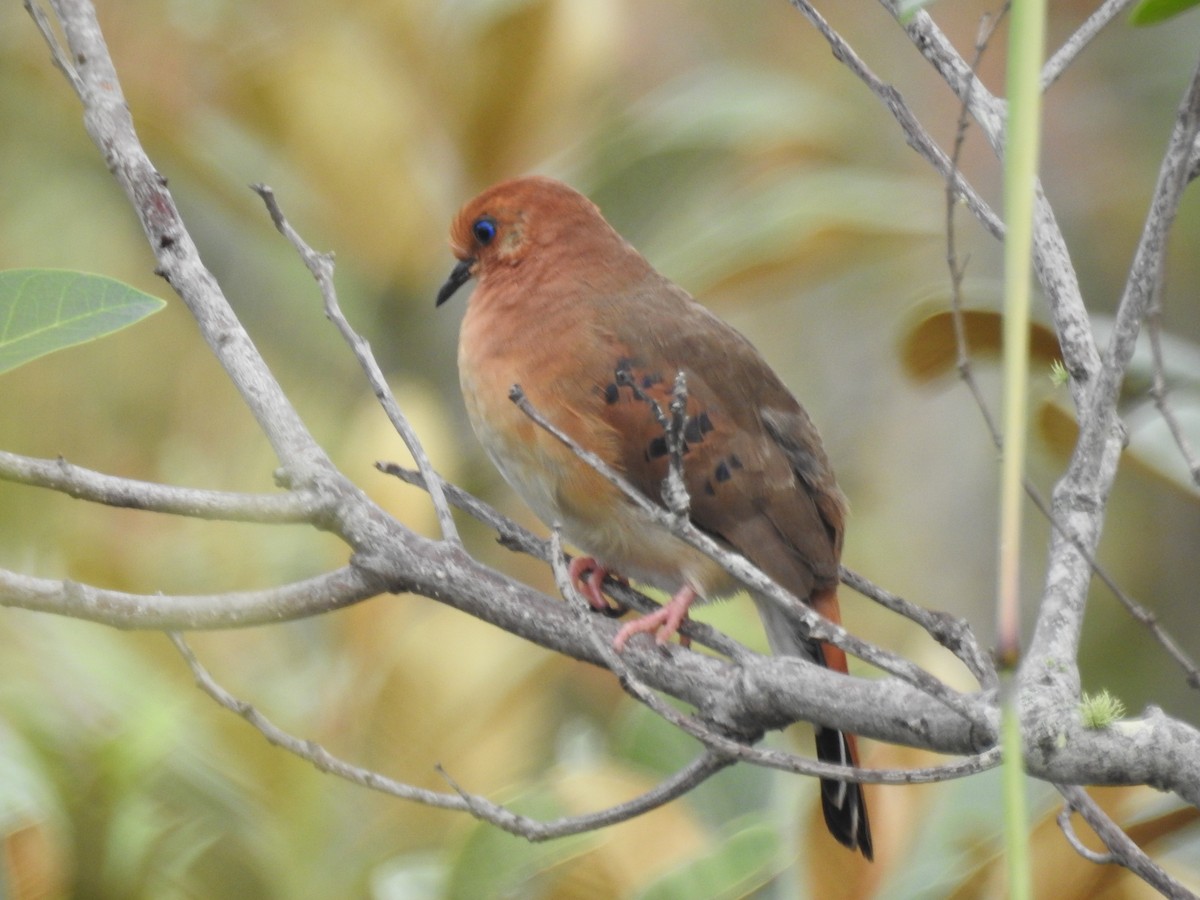 Blue-eyed Ground Dove - ML635650507