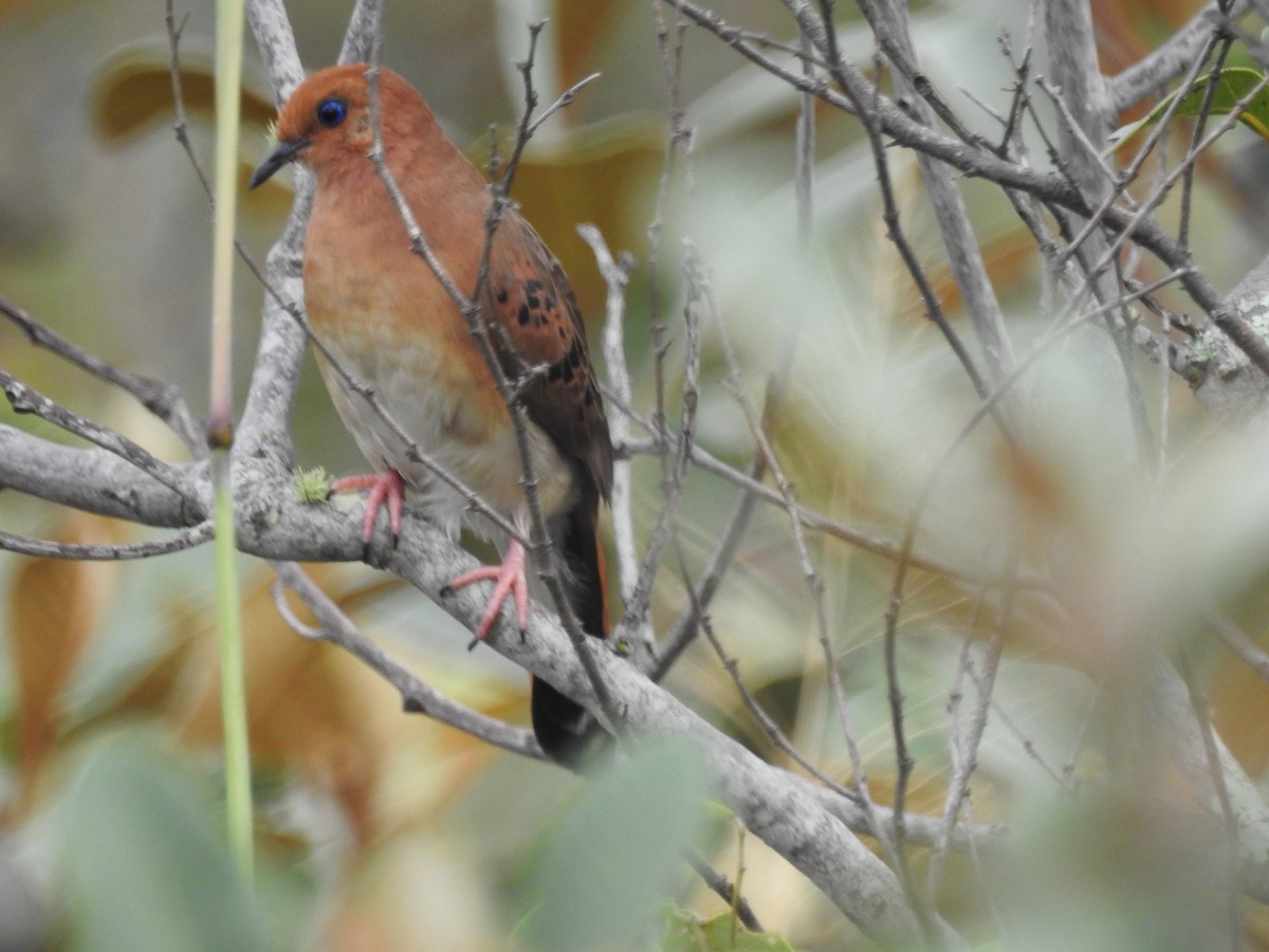 Blue-eyed Ground Dove - ML635650508