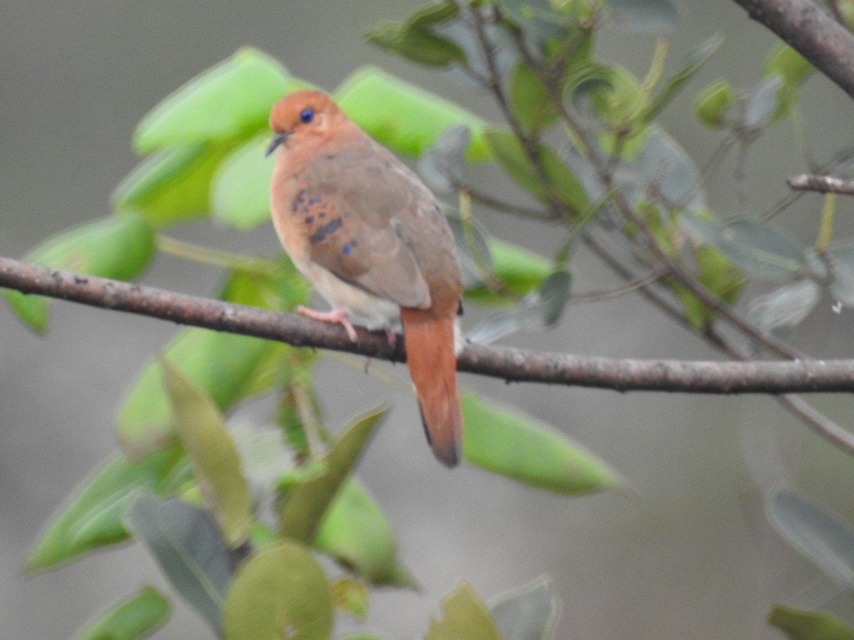 Blue-eyed Ground Dove - ML635650510
