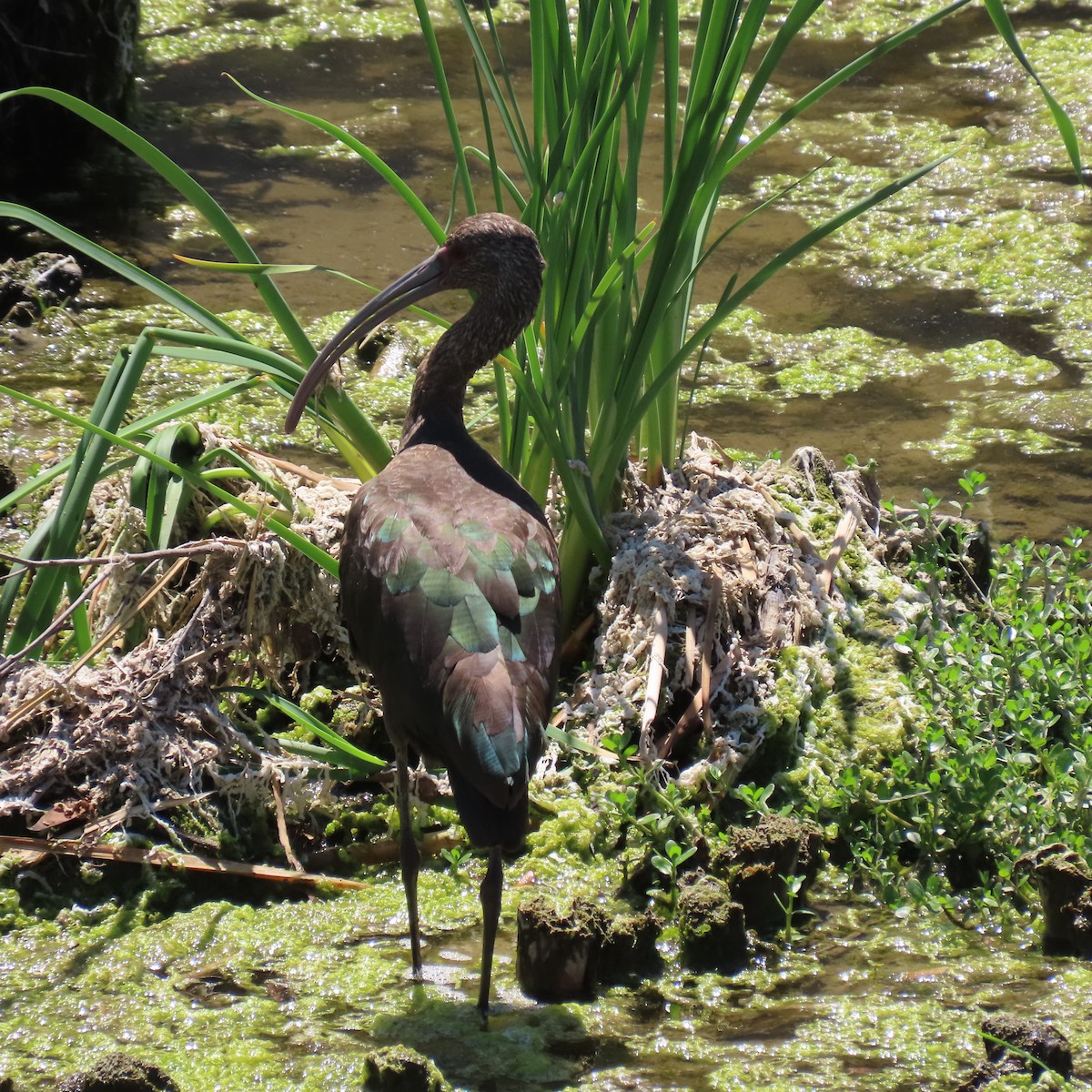 ibis americký - ML635650540