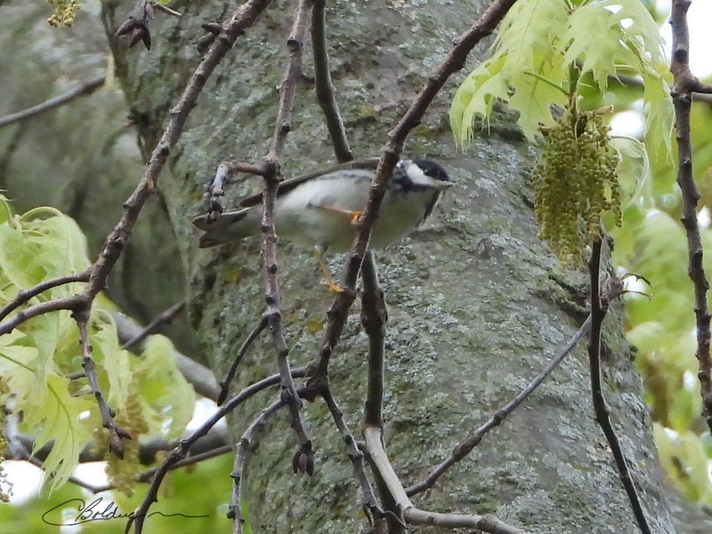 Paruline rayée - ML635650564
