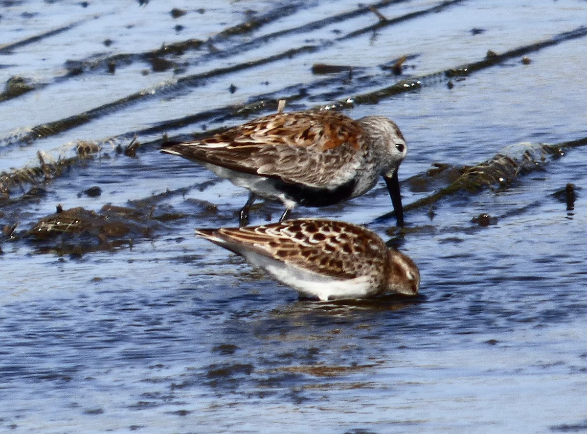Bécasseau variable - ML635650567