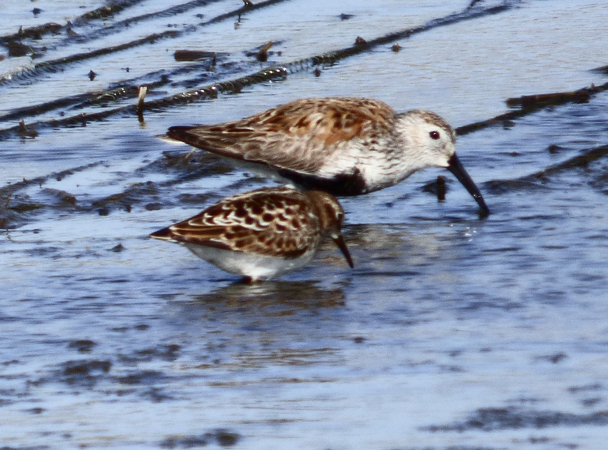 Bécasseau variable - ML635650568