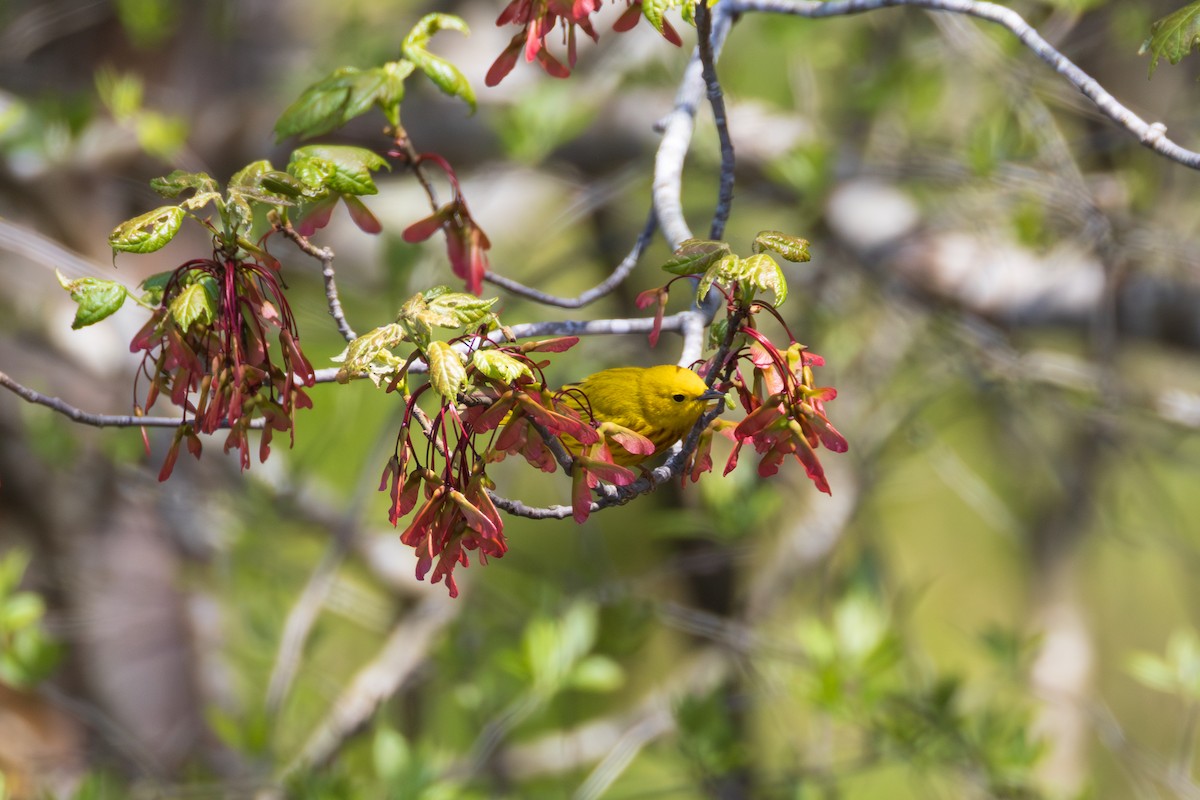 Paruline jaune - ML635650569