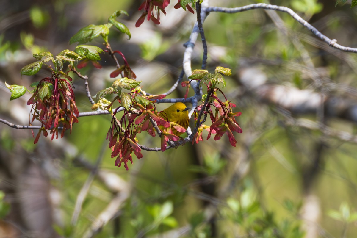 Paruline jaune - ML635650570