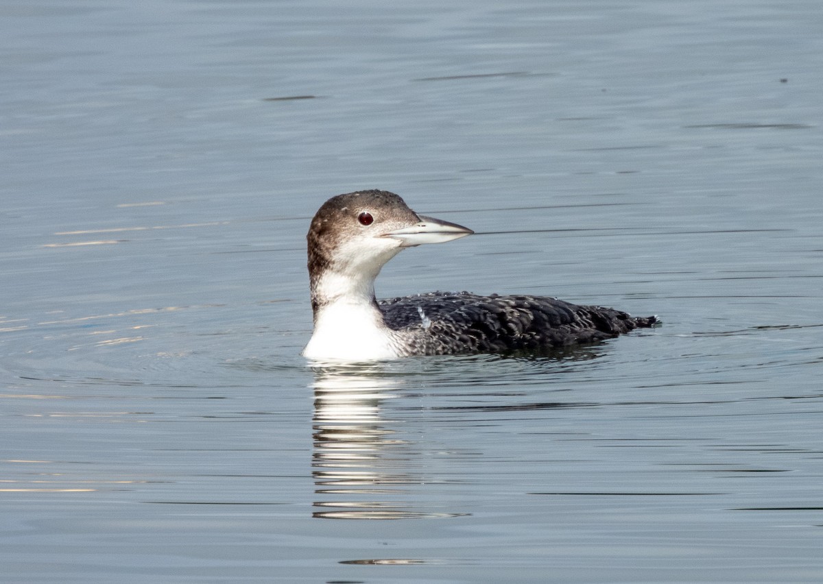 Plongeon huard - ML635650571
