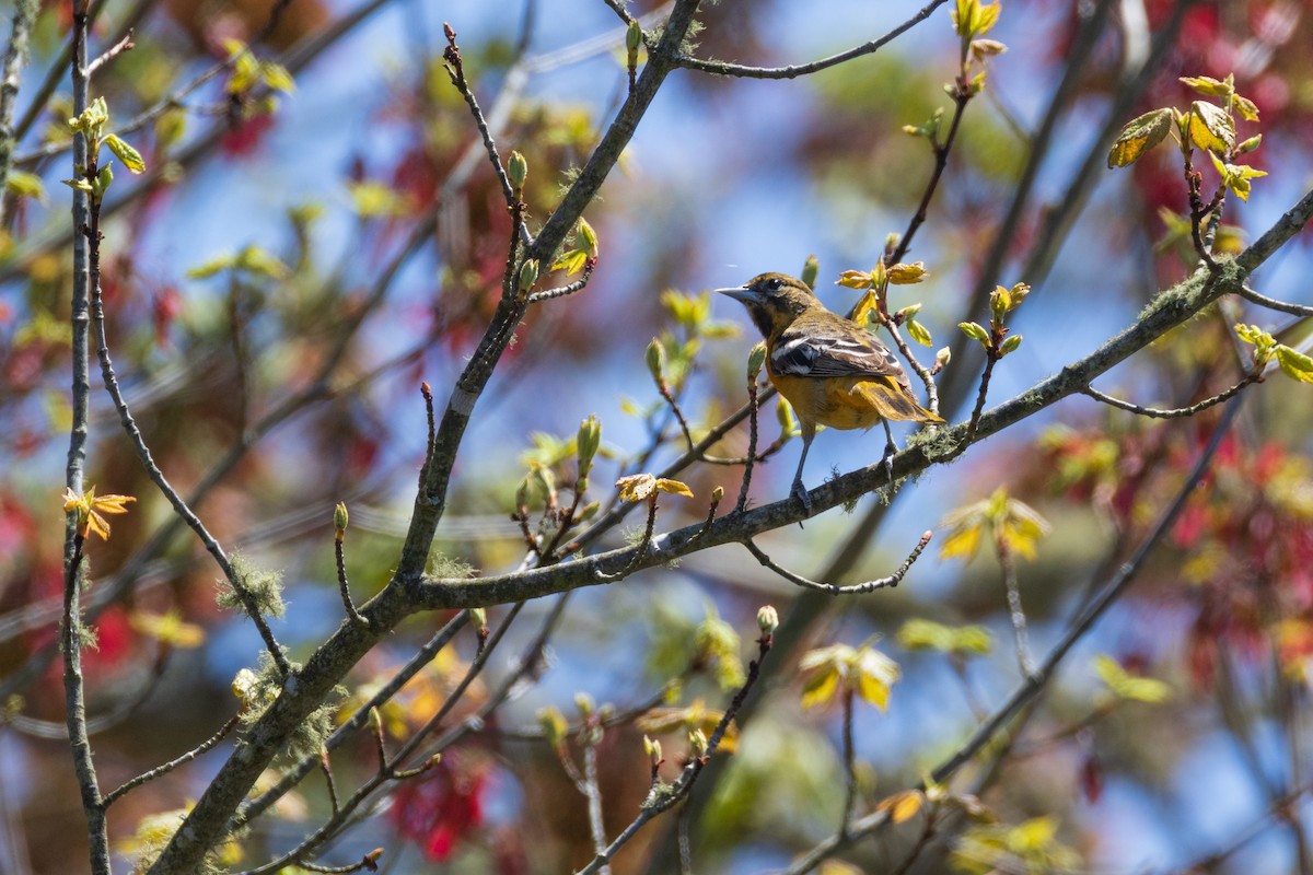 Oriole de Baltimore - ML635650577