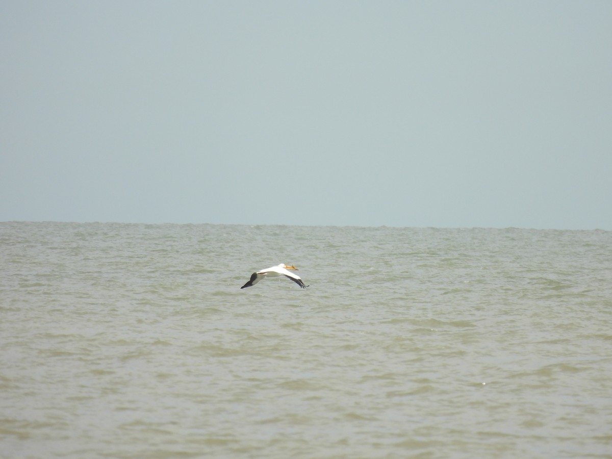 Pélican d'Amérique - ML635650581